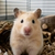 Hamster