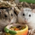 Yem kabının başında iki hamster