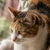 Dinlenen üç renkli kedi
