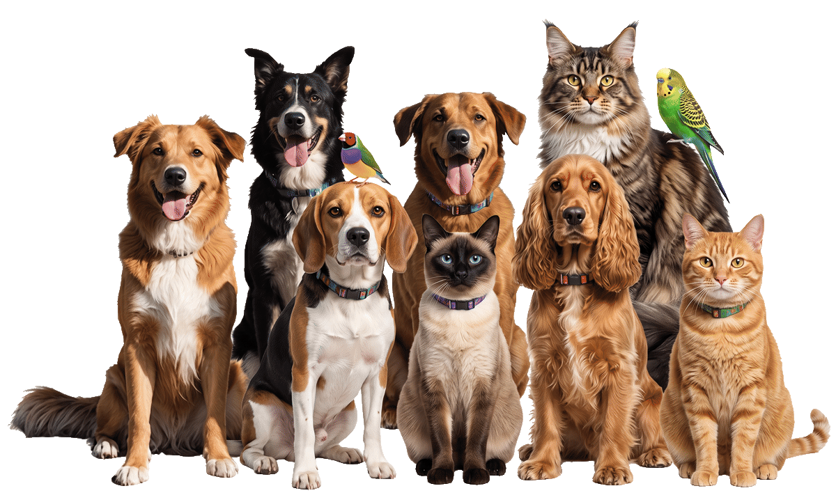 Kedi, köpek ve kuş dostlarımız — Pityvet Veteriner Kliniği