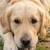 Golden retriever yavru köpek
