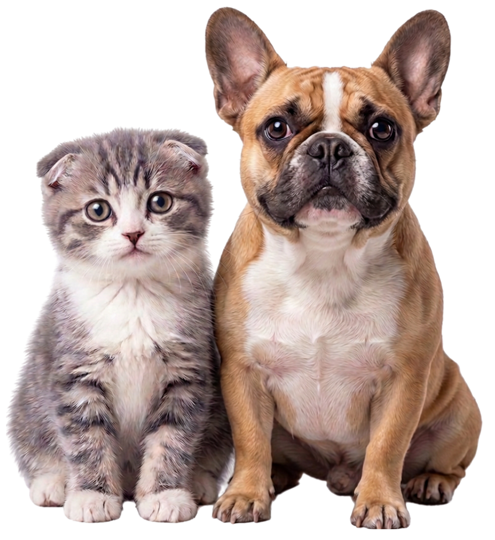 Yavru kıvrık kulaklı kedi ve Fransız bulldog — Pityvet Veteriner Kliniği